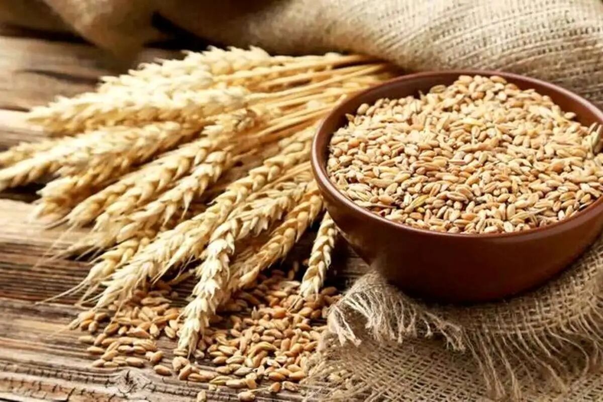 پرداخت بیمه خسارات بخش کشاورزی کاهشی شد