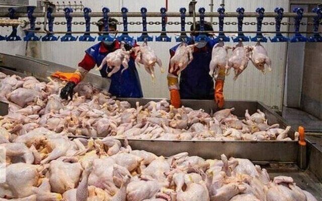 کاهش قیمت مرغ به ۲۴۰ هزار تومان؛ چالش تولیدکنندگان و فرصت مصرفکنندگان