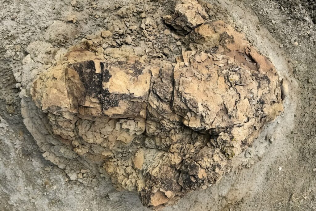 کشف ردپای یک‌متری تی‌رکس بالغ پس از ۶۶ میلیون سال در داکوتای شمالی