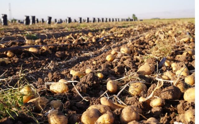 وعده کاهش قیمت سیبزمینی تا پایان هفته؛ بررسی فاصله قیمتی از مزرعه تا مغازه