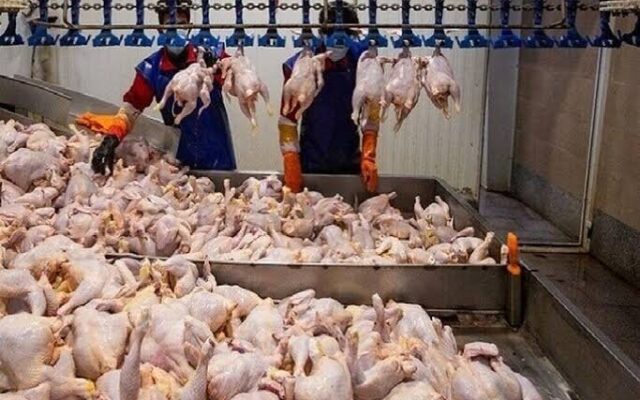 کاهش قیمت مرغ در بازار؛ عرضه با نرخ کمتر از هزینه تولید